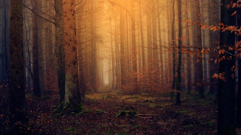 Magical Journeys